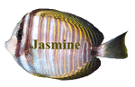 Jasmine